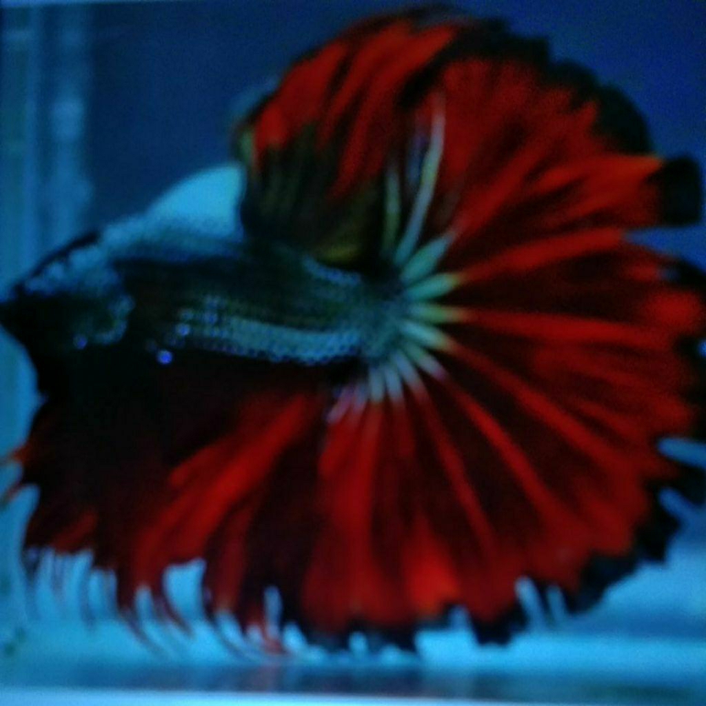 cupang halfmoon pasangan