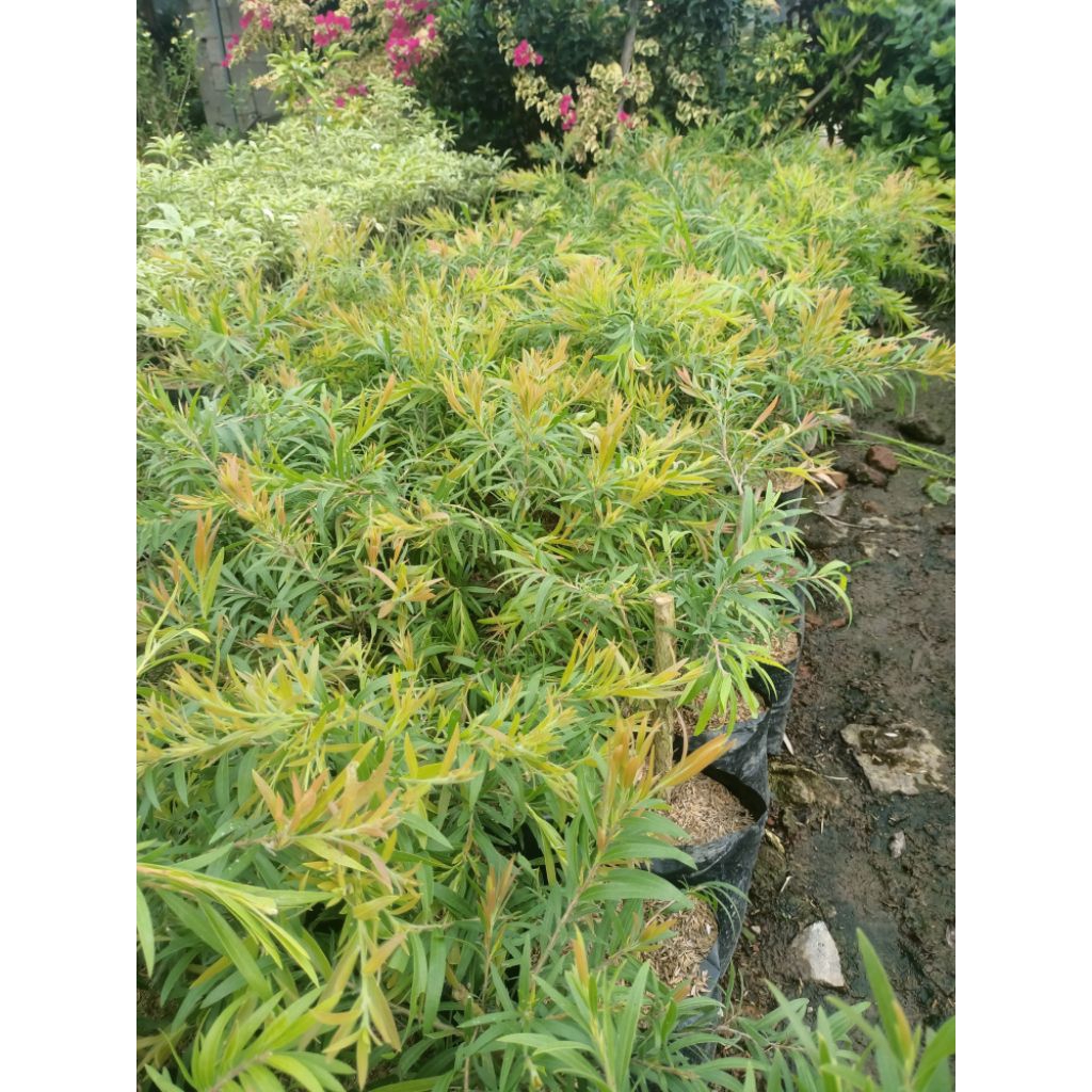 pohon kayu putih