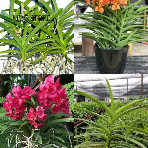ISI 2 POHON ANGGREK VANDA