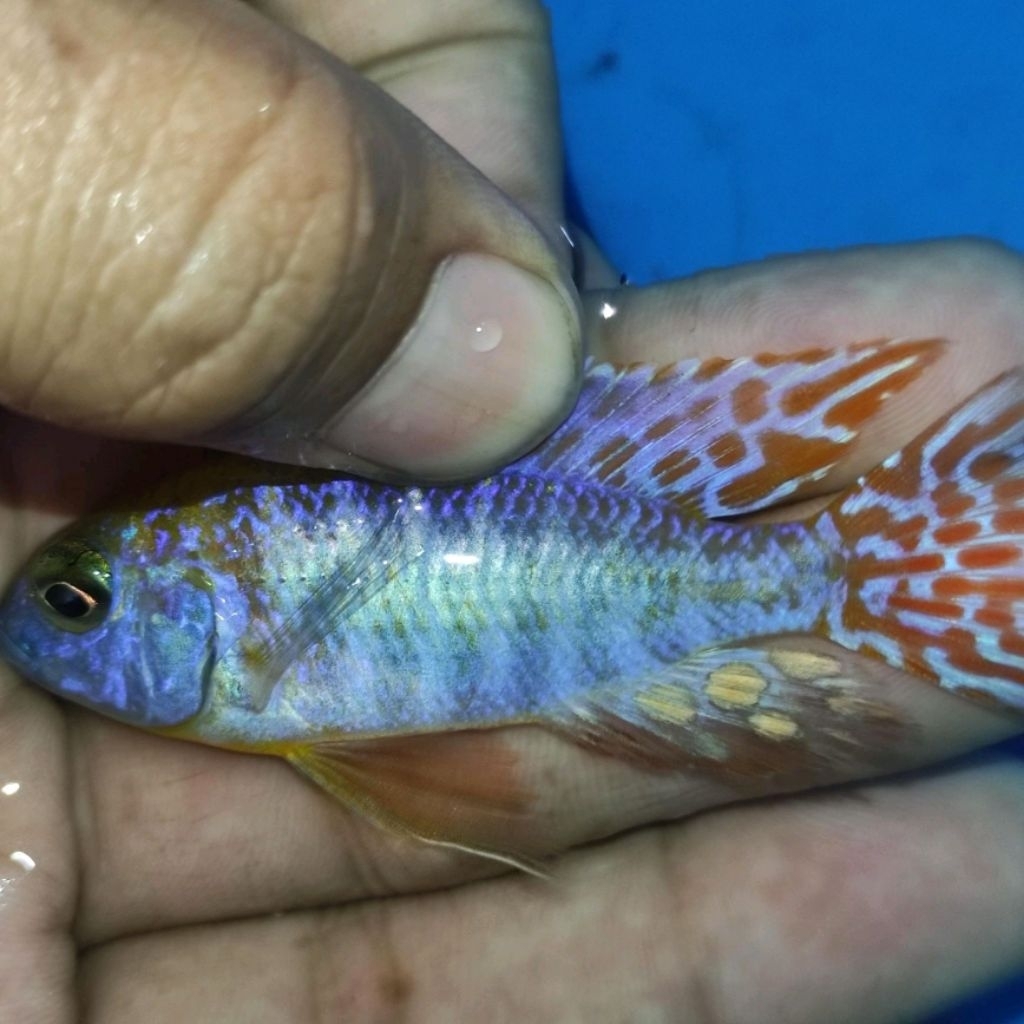 AULONOCARA HYBRID RANDOM