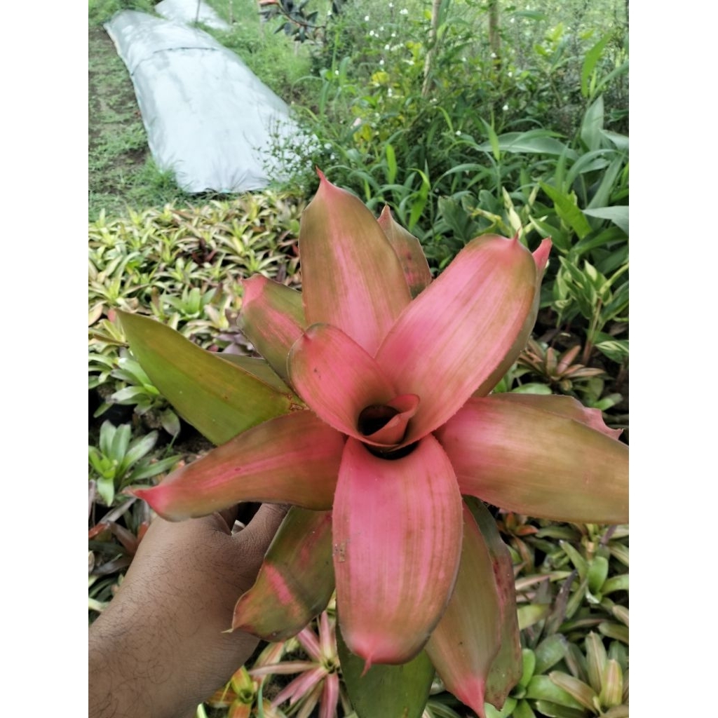 BROMELIA DEBY PINK DEWASA