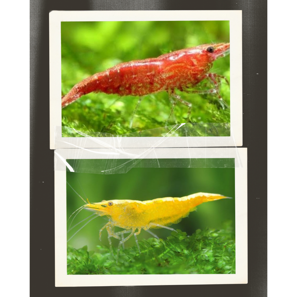 Paket bebas mix (RCS/Yellow)