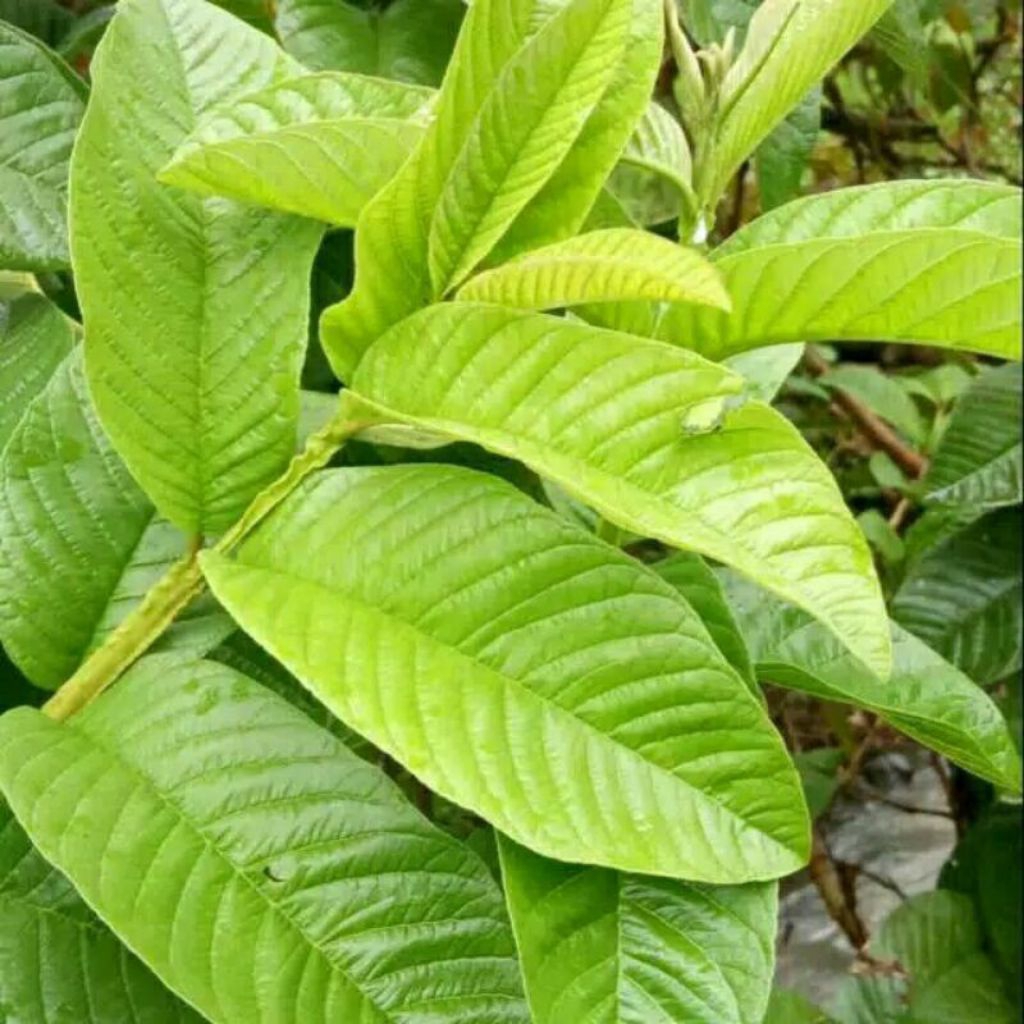 Daun jambu biji per200grm