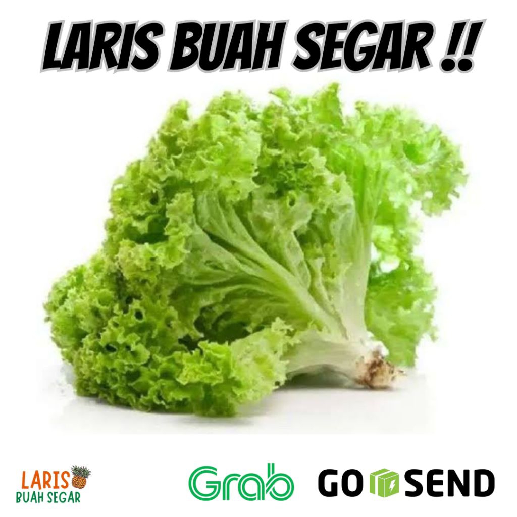 DAUN SELADA KERITING 500 GRAM