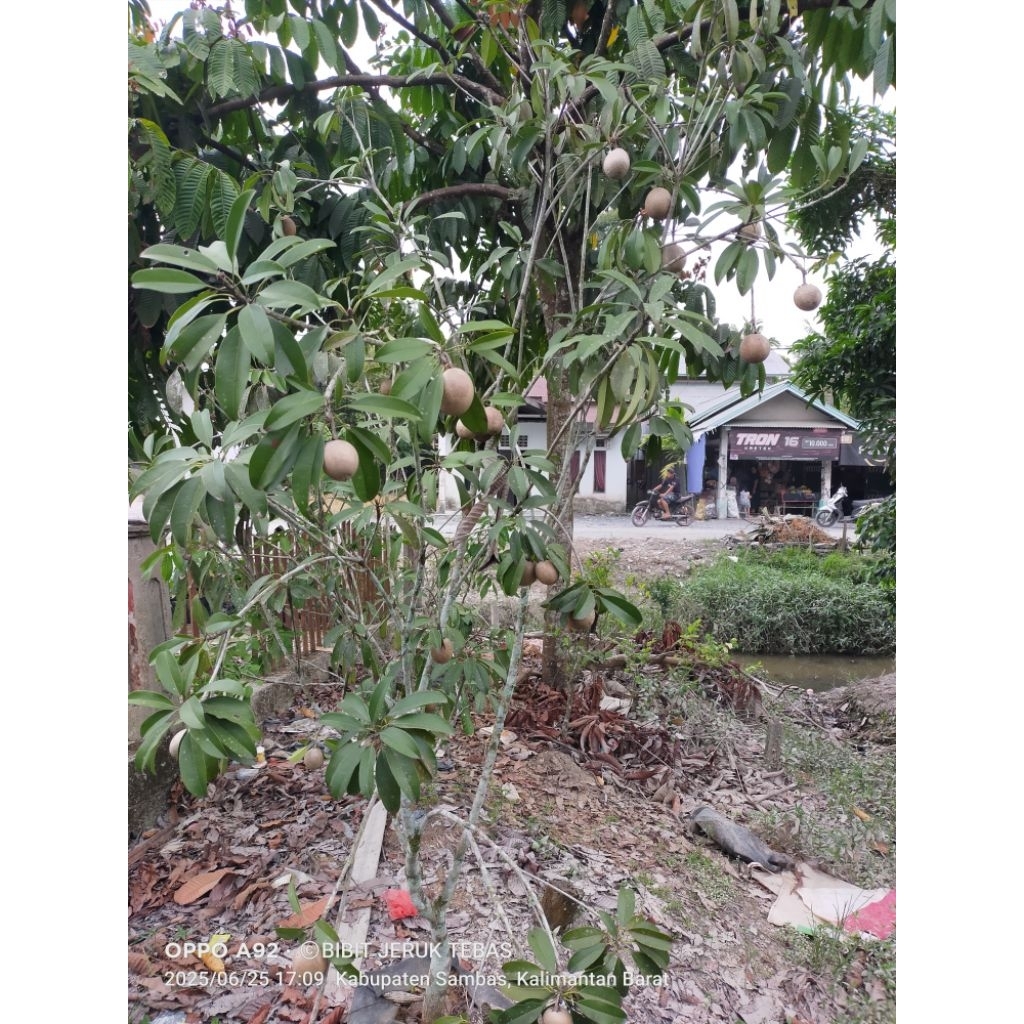 BIBIT SAWO MANILA