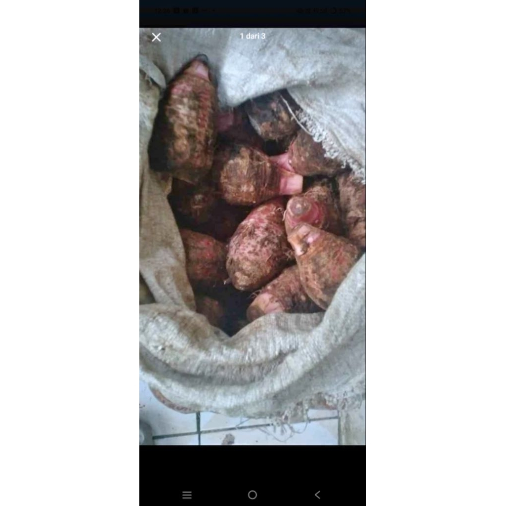 hasil bumi