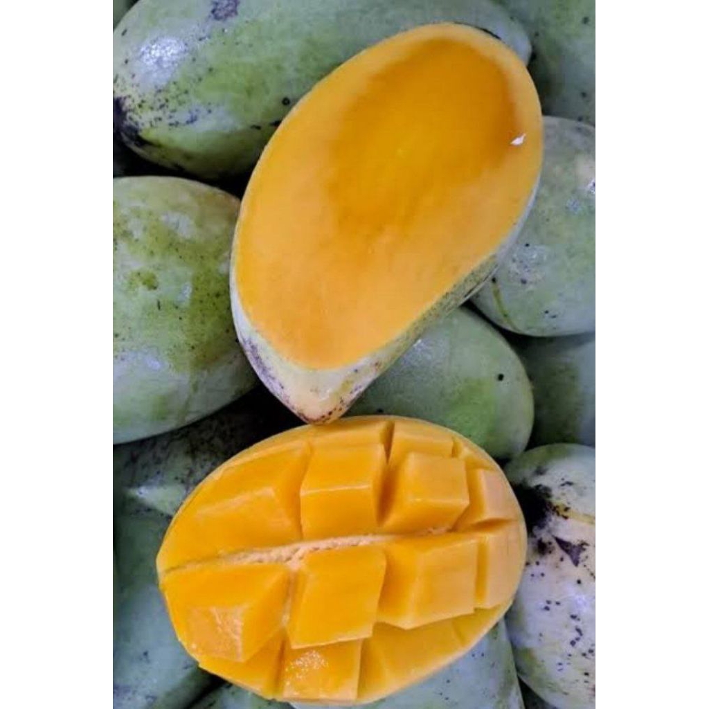 MANGGA HARUM MANIS