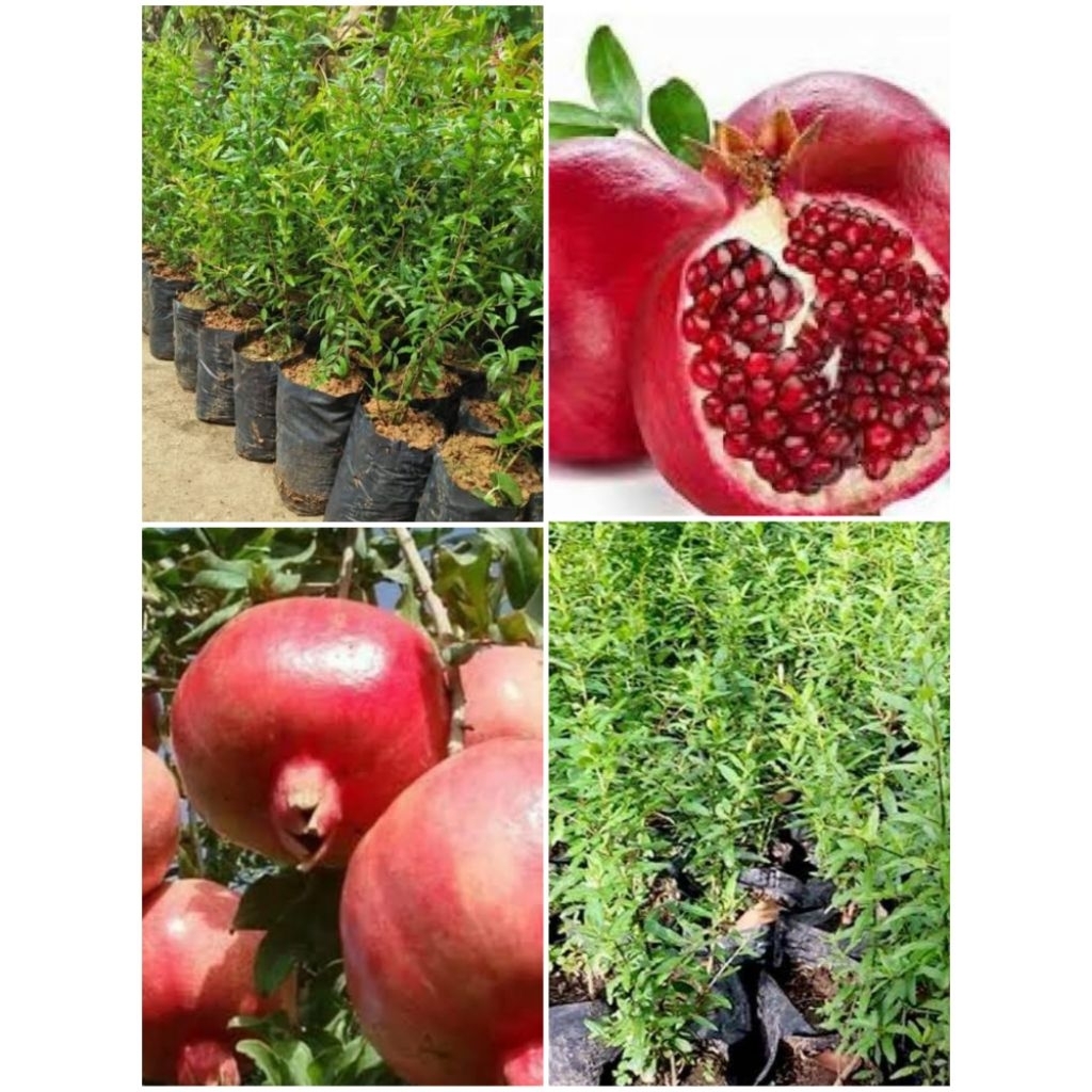Bibit buah delima Red
