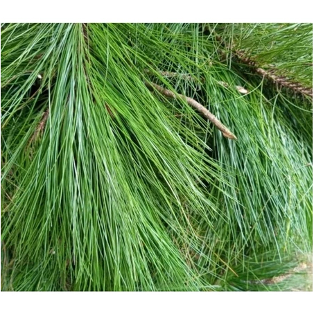 Daun Pinus Segar 1Kg