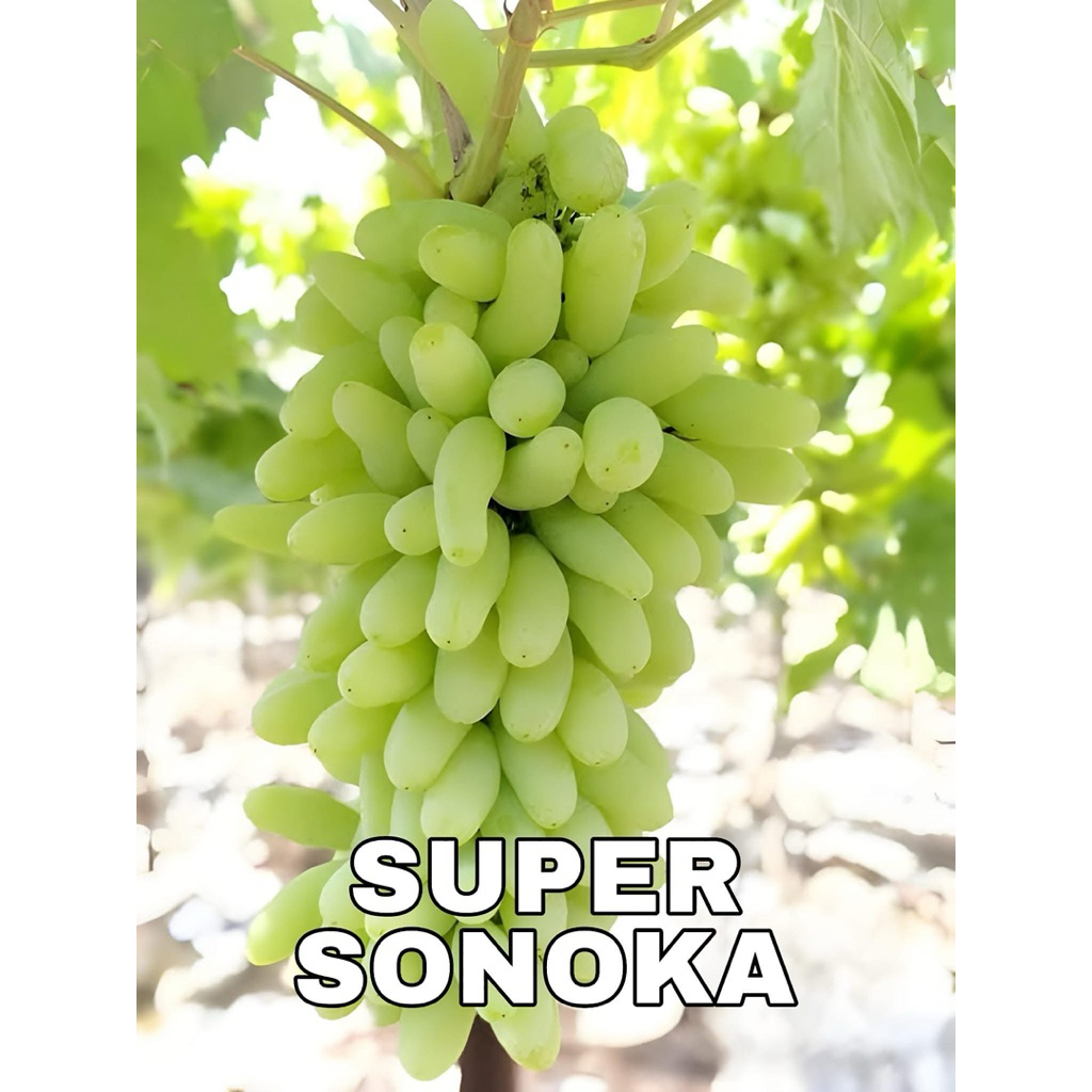 Bibit Anggur Super Sonaka valid