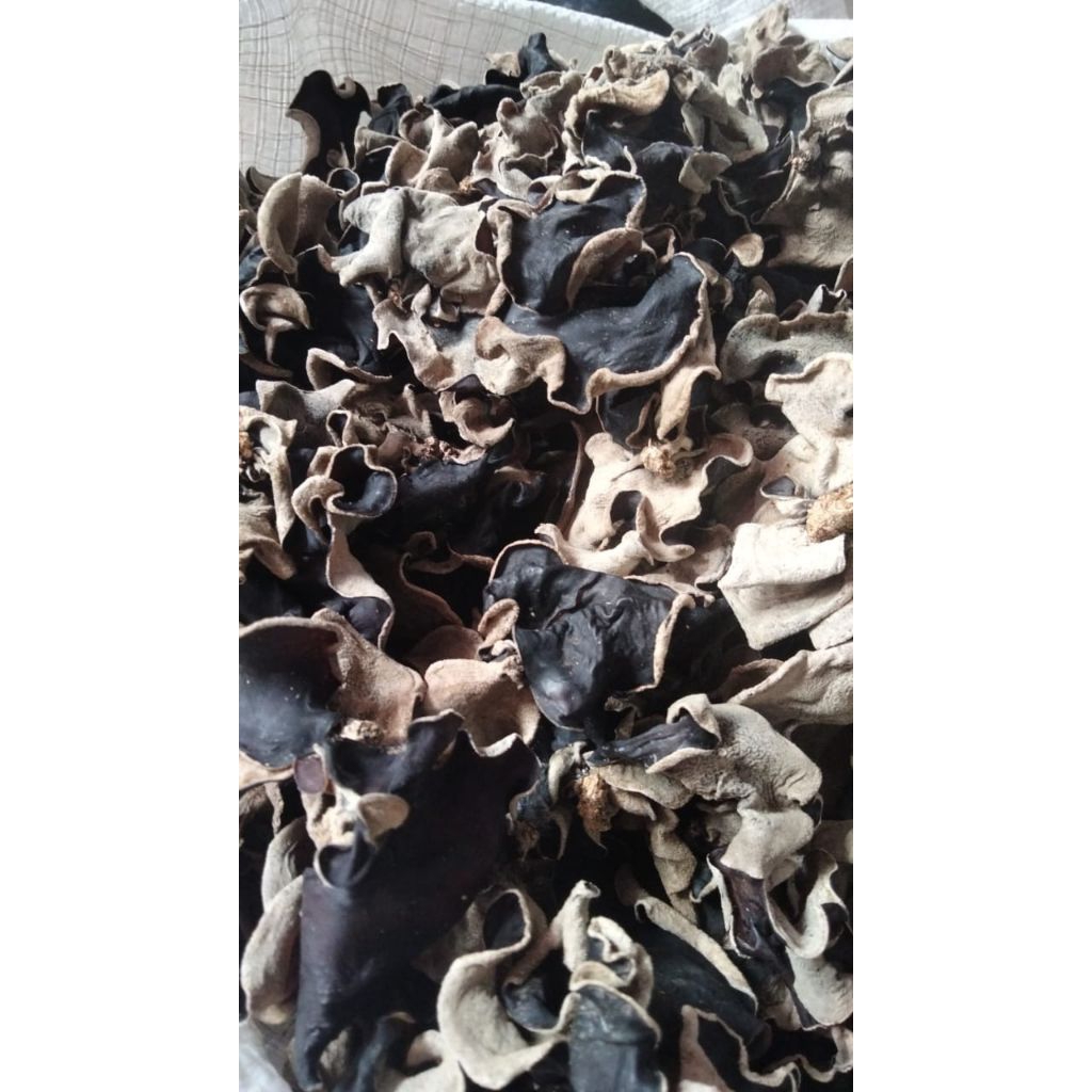 Jamur Kuping Kering