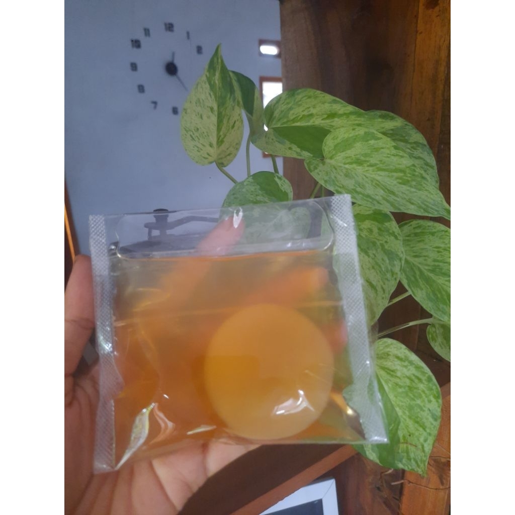 Started Kombucha + Scobby Mini