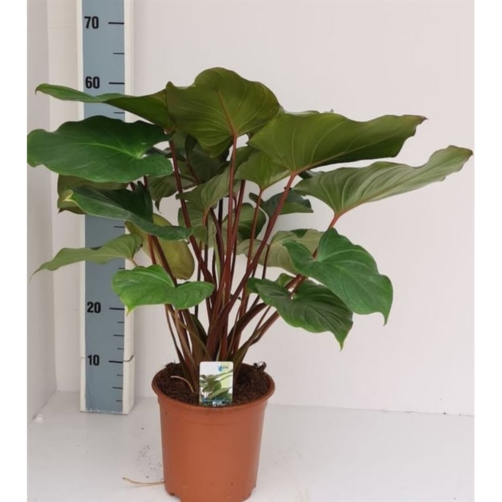 homalomena red erubescen