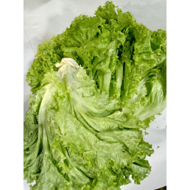 Seladakeriting/salad/500g(pcs+Peking)