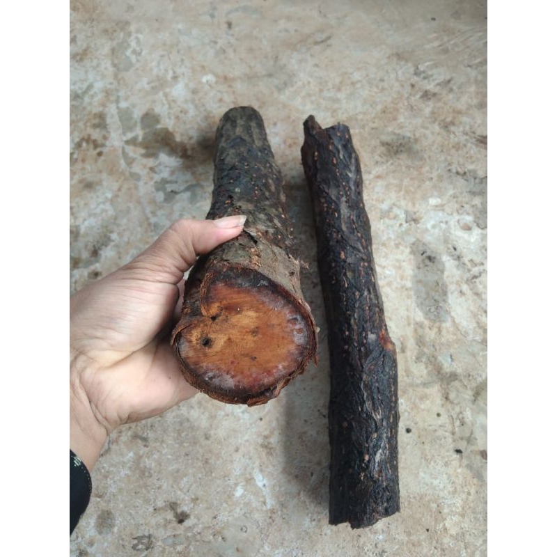 kayu setigi