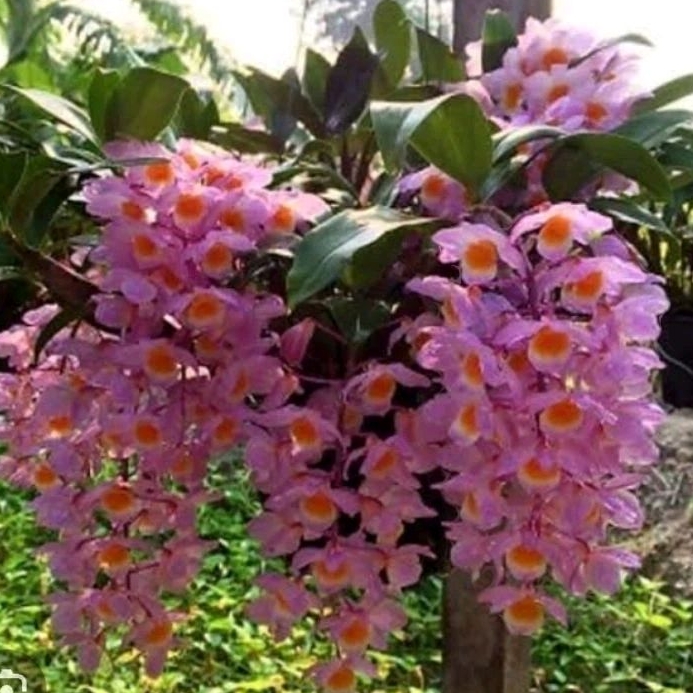 Dendro farmeri pink dewasa