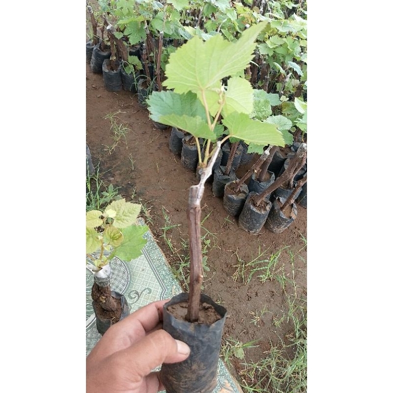 promo 3 bibit anggur import Jupiter