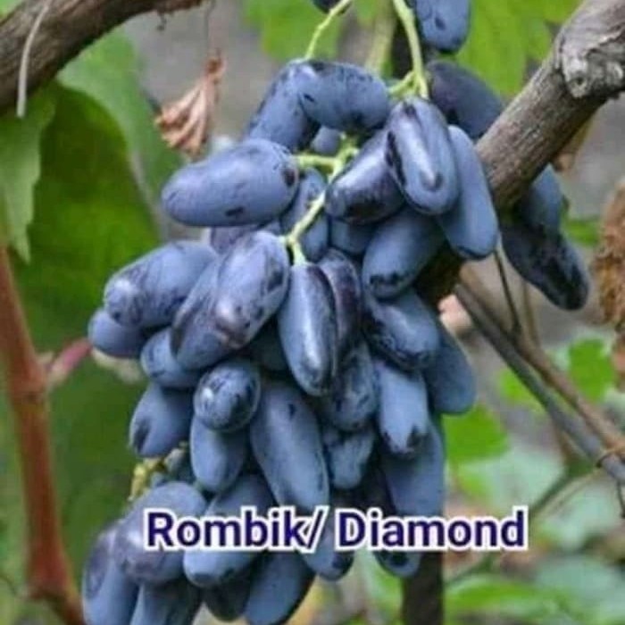 Bibit Anggur Import diamond/rombik