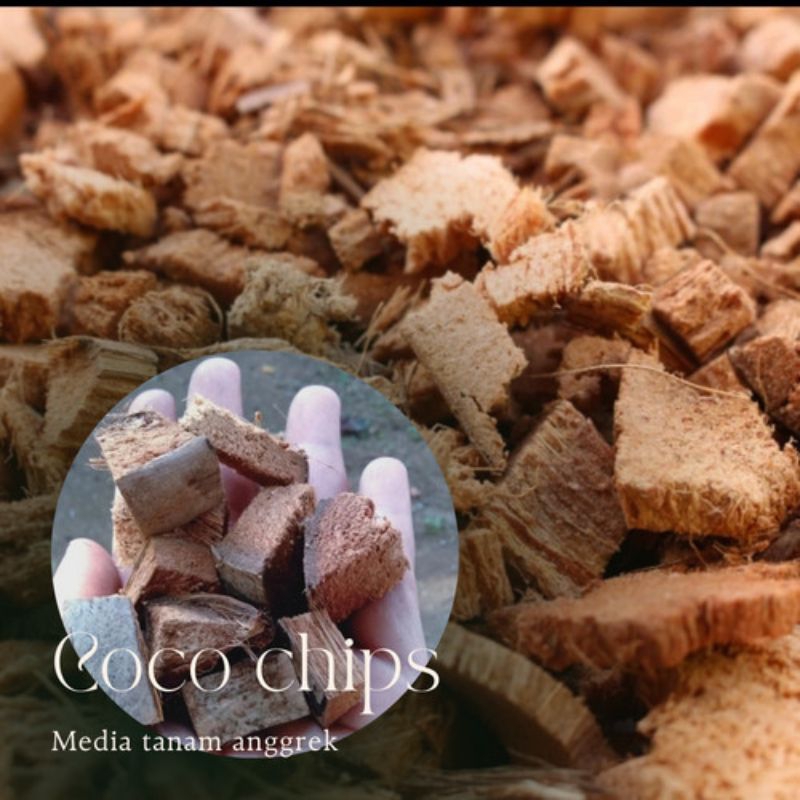 COCO CHIP....MEDIA ANGGREK