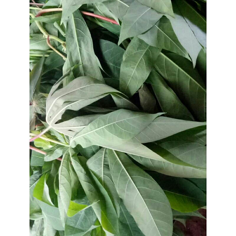 lalap. daun singkong.500gram
