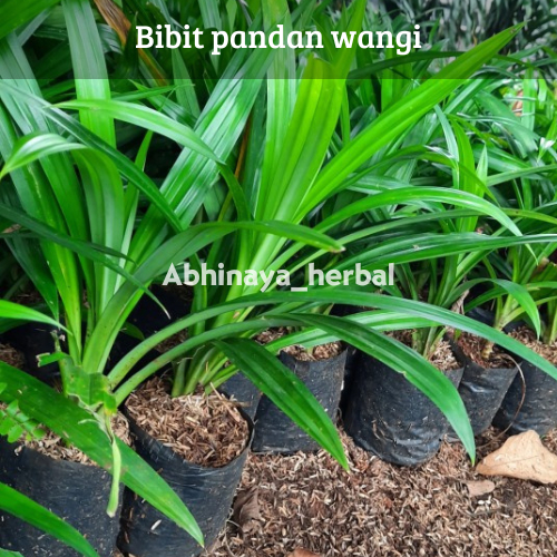 bibit tanaman pandan wangi