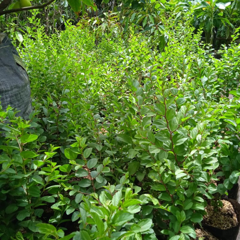 tanaman herbal bidara