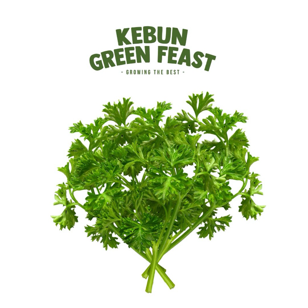 Daun Parsley Segar