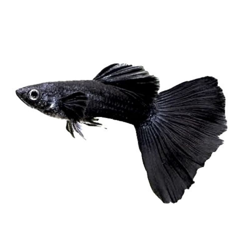 guppy black moscow