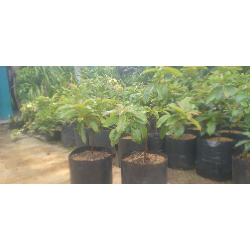 bibit alpukat miki 50cm