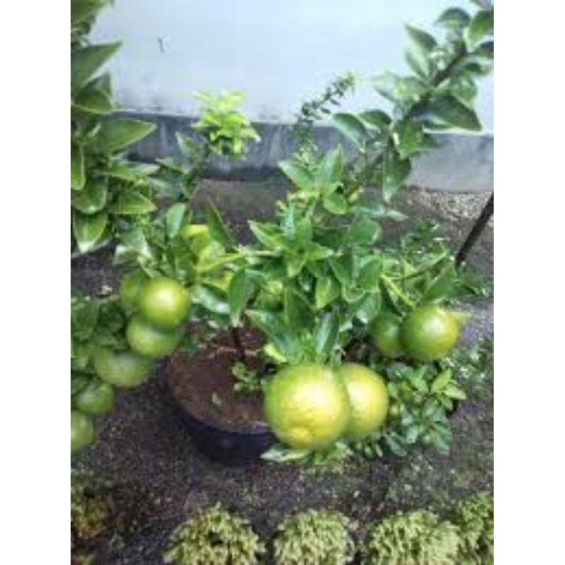 bibit jeruk brazil berbuah