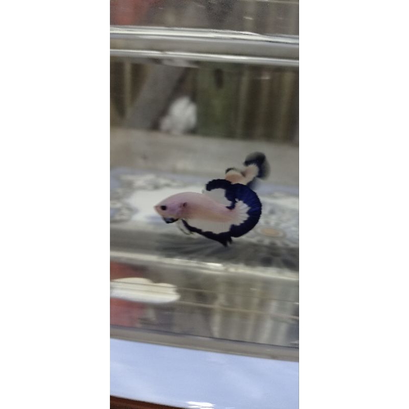 cupangbluerime