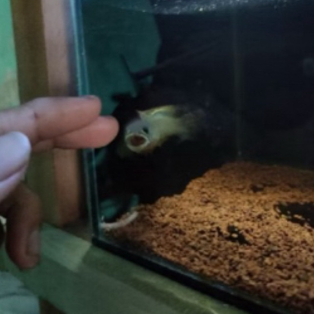 Channa Limbata Bahan Single Tank!!!
