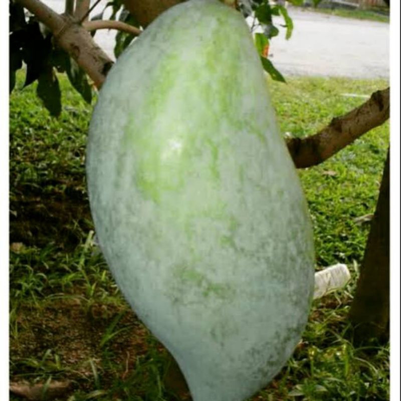 Bibit mangga mahatir