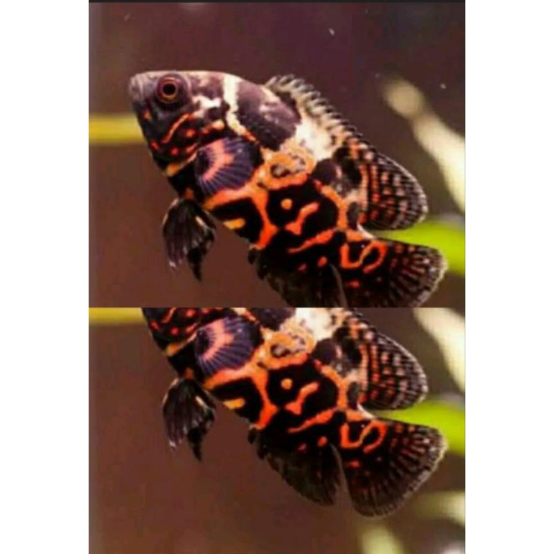 HITAM OCAR BATIK JOOZ