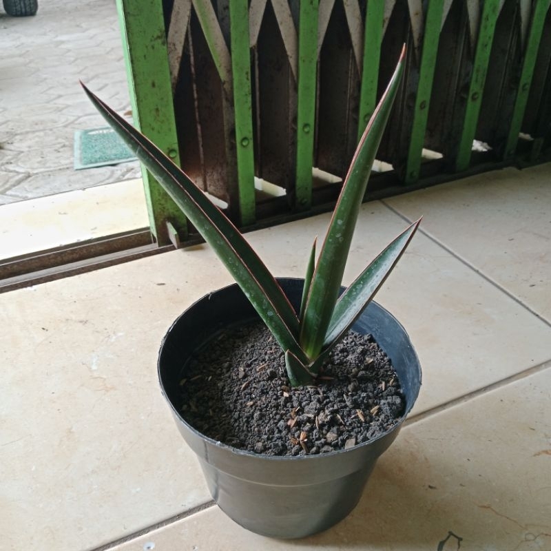 Sansevieria Dark Green Clone.