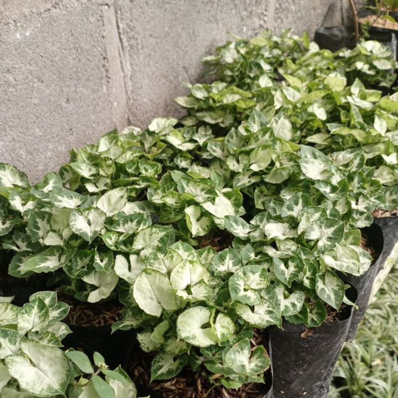 keladi mini/singonium mini