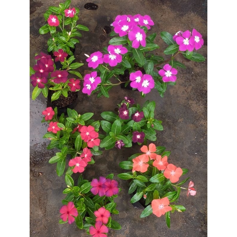 tanaman bunga vinca paketan