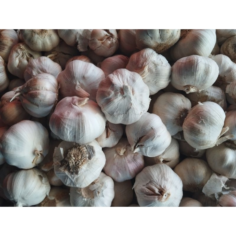 bawang putih