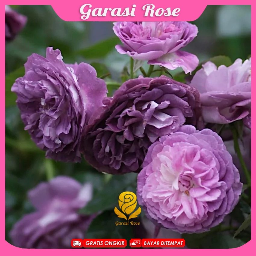 Mawar Import Rinaldo - Rinaldo Rose