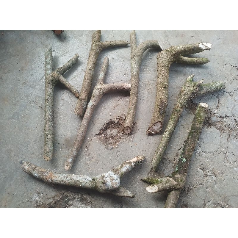 kayu bahan once