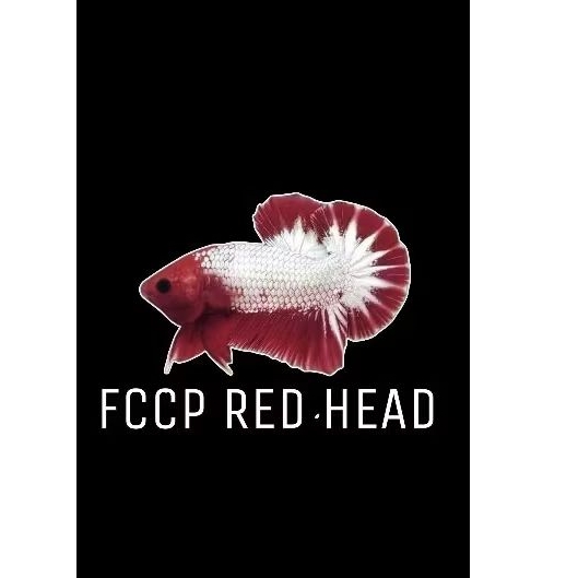 FCCP Read Head