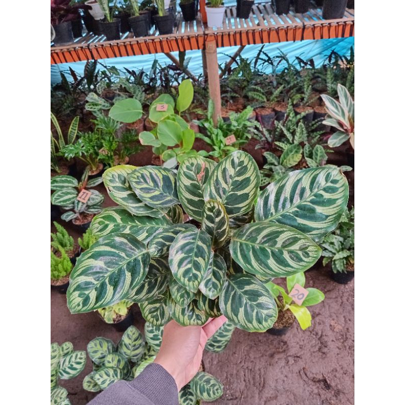 Calathea makoyana