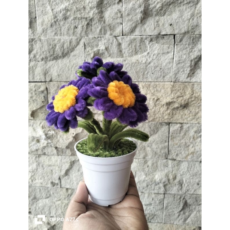bunga goyang Krisan gemoy