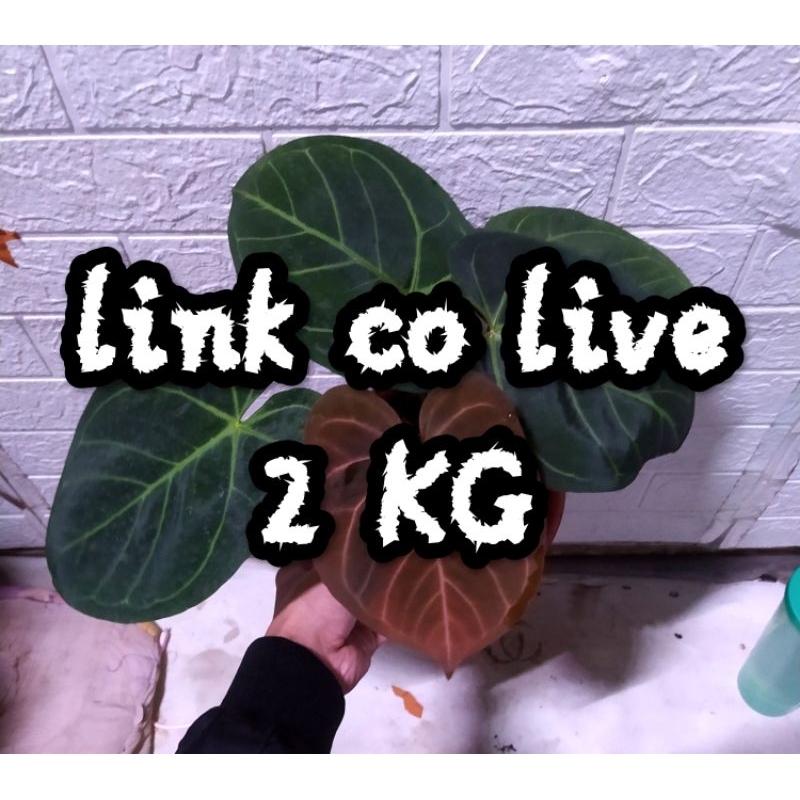 link co live 60 2 KG