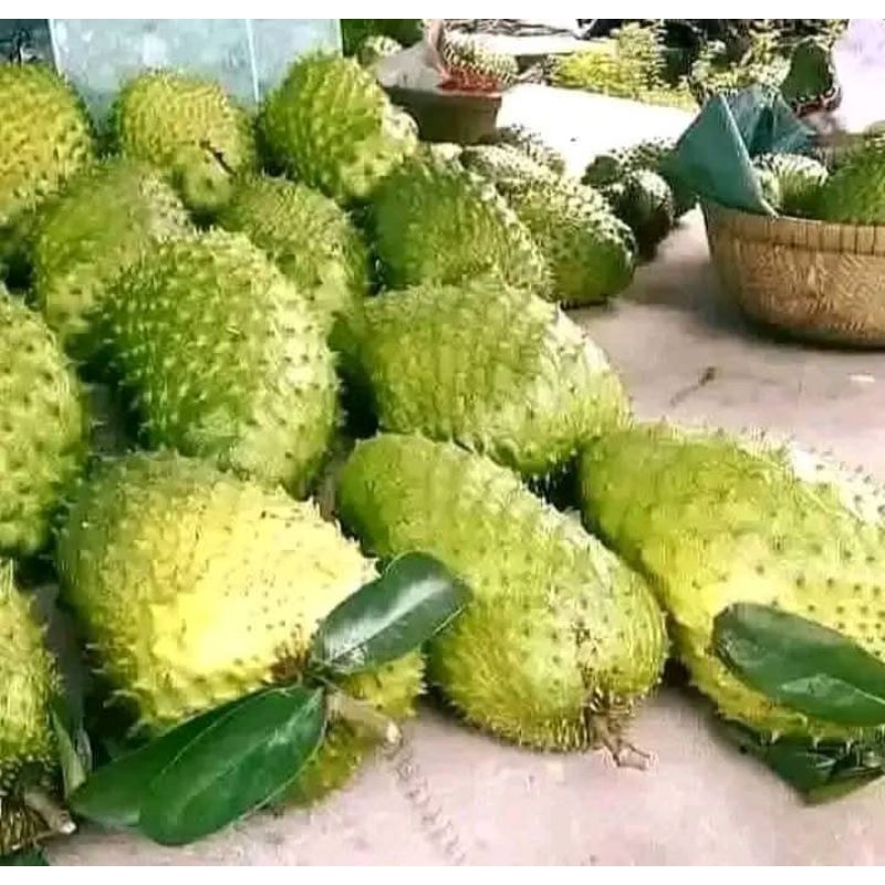 BENIH SIRSAT MADU 100++