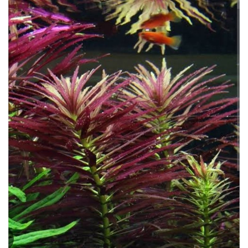 higrophila aromatika