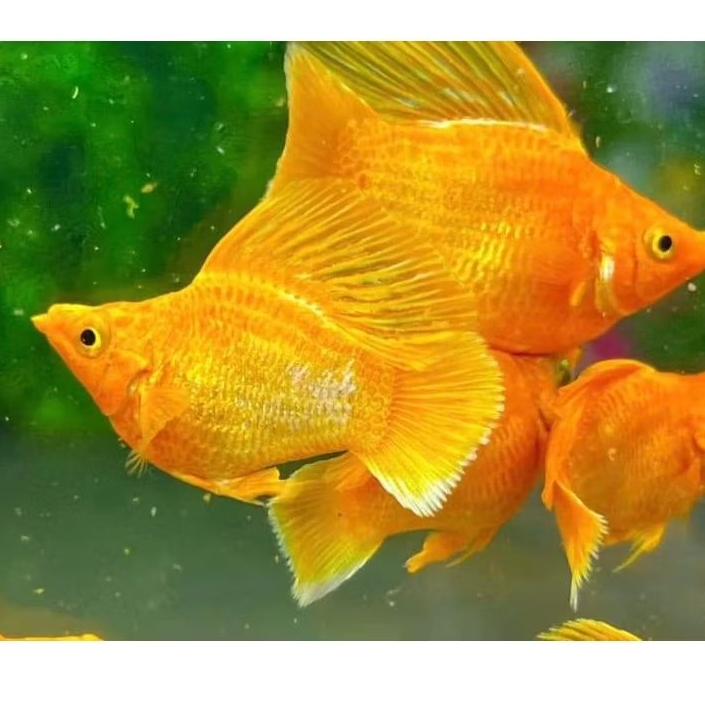 molly gold rontail