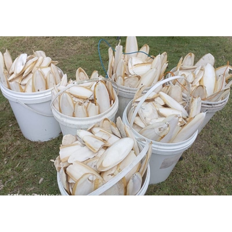 TULANGSOTONG30CM