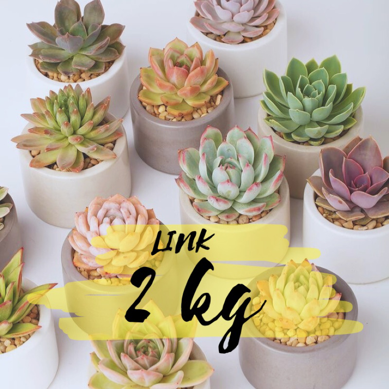 Cactiplanter Link 2 KG