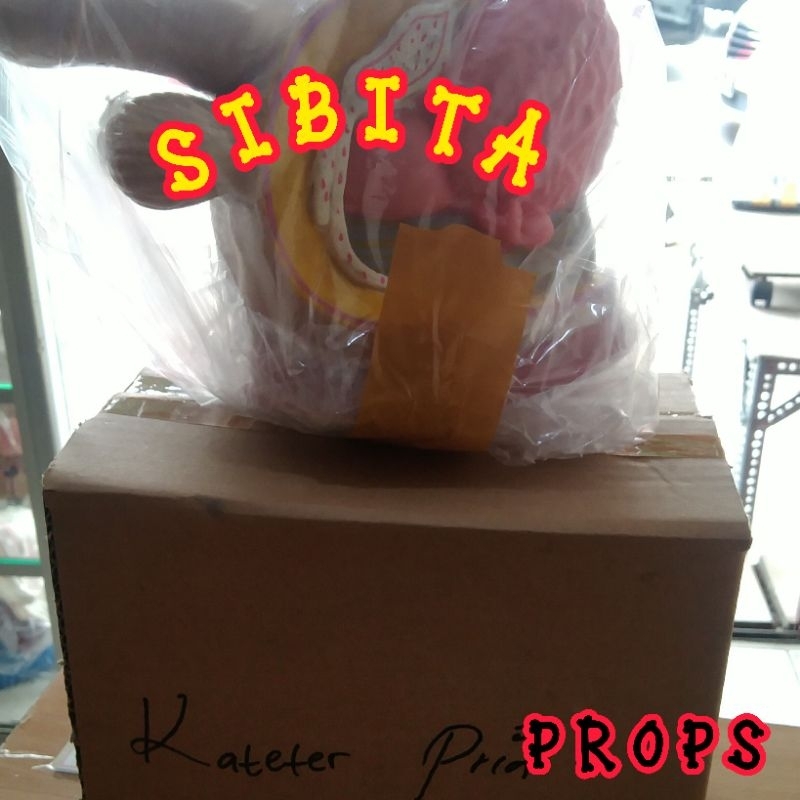 PROPS‼️Model Male Catheter Placement Training Tool